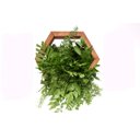 Ver imagem 1 de Nicho Colmeia Amazônia