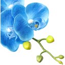 Ver imagem 3 de 1 Haste Flores Orquídeas Artificial Toque Real 3D Azul