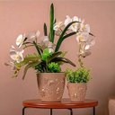Ver imagem 4 de Vaso de Flores Plantas Cachepot 3D Floreira de Mesa Decor 700ml Plasvale Pequeno Borboletas