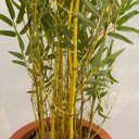 Ver imagem 4 de Árvore Bambusa Artificial 180cm com Troncos Naturais e Vaso Terracota | Formosinha