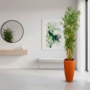 Ver imagem 1 de Árvore Bambusa Artificial 180cm com Troncos Naturais e Vaso Terracota | Formosinha