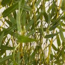 Ver imagem 6 de Árvore Bambusa Artificial 180cm com Troncos Naturais e Vaso Terracota | Formosinha