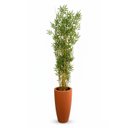 Ver imagem 2 de Árvore Bambusa Artificial 180cm com Troncos Naturais e Vaso Terracota | Formosinha