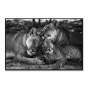 Ver imagem 2 de Quadro Decorativo Leão Natureza com Moldura Caixa de 3cm de Profundidade, (100x70cm)