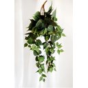 Ver imagem 2 de Kit 2 Planta Artificial Jiboia Ornamental Exótica Cultivo