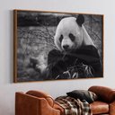 Ver imagem 1 de Quadro Decorativo Urso Panda em Moldura Caixa TaColado Moldura Trad 1cm Madeira Escura com Vidro 30 