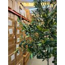Ver imagem 6 de Oliveira Artificial Realista Grande Árvore Decoração Sala 2.10 Metros
