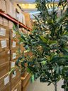 Ver imagem 6 de Oliveira Artificial Realista Grande Árvore Decoração Sala 2.10 Metros