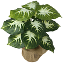Ver imagem 1 de Planta Artificial Folhagem Comigo Ninguém Pode 53cm 12 Folhas