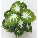 Ver imagem 2 de Planta Artificial Folhagem Comigo Ninguém Pode 53cm 12 Folhas