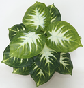 Ver imagem 2 de Planta Artificial Folhagem Comigo Ninguém Pode 53cm 12 Folhas
