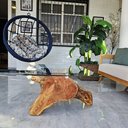 Ver imagem 5 de Mesa de Centro Tronco Santo Biofílico com Madeira Maciça de Cinamomo