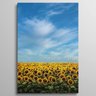 Quadro Girassóis - 1 Tela - 1