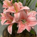 Ver imagem 2 de Arranjo Centro De Mesa Lírio Rosa Artificial Completo