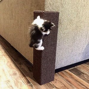 Kit 2un Arranhadores para Gatos protetor de sofá 20x55:Jornal