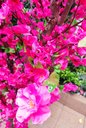 Ver imagem 5 de Arvore Artificial Pessegueira Pink Tronco Natural