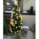 Ver imagem 5 de Arvore Natal Fibra Otica Completa Natalina Estrela Led Enfeite Decoraçao Festa Evento Casa Loja Port