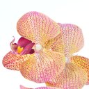 Ver imagem 2 de Arranjo de Orquídea Artificial Laranja Pequenina Sol