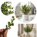 Ver imagem 7 de Kit 3 Buquês de Eucalipto Artificial 40cm com 6 Hastes – Decoração Permanente Elegante