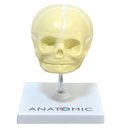 Ver imagem 1 de Crânio Humano Fetal na 32 Semana de Gestação