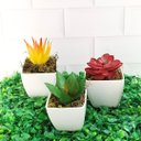 Ver imagem 5 de Suculenta Artificial Mini Vaso de Plástico Branco