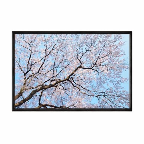Quadro Decorativo - Flores Cerejeiras Ceu Azul Flnt099 - Vidro com Impressão Uv - 60x40cm