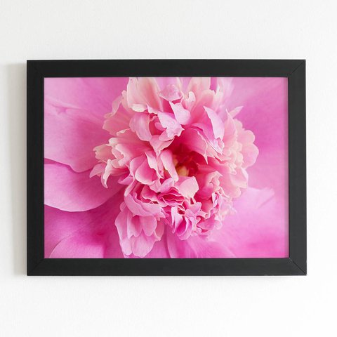 Quadro Paeonia Lactiflora Flor Rosa Moldura Preta 60x40cm