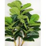 Árvore Planta Fícus Lyrata - 174cm Permanente Grande - 4
