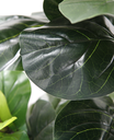 Ver imagem 2 de Arvore Planta Ficus Lyrata 150cm para Vasos Sala Decoração