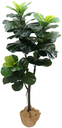 Ver imagem 1 de Arvore Planta Ficus Lyrata 150cm para Vasos Sala Decoração