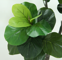 Ver imagem 3 de Arvore Planta Ficus Lyrata 150cm para Vasos Sala Decoração