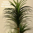 Ver imagem 3 de Árvore Artificial Yucca 150cm Planta Permanente no Gesso (Yuka)