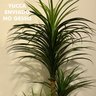 Árvore Artificial Yucca 150cm Planta Permanente no Gesso (Yuka) - 3