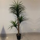 Ver imagem 4 de Árvore Artificial Yucca 150cm Planta Permanente no Gesso (Yuka)