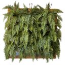 Ver imagem 2 de Kit 8 Galhos Samambaia Artificial Verde Natural Toque Macio Realista