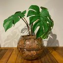 Ver imagem 4 de Arranjo Centro de Mesa Mini Costela Adão Artificial Completo