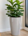 Ver imagem 2 de Vaso de Fibra de Vidro Roma m 70cm Brilhantes e Foscos Decorativo Cinza Claro