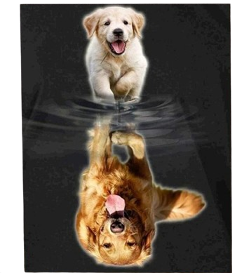 Kit Pintura Terapêutica Numerada Golden Retriver Cachorro Cão Pet - 5