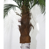 Arvore Planta Verde Palmeira Fênix 230cm Coqueiro Premium - 3