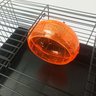 Gaiola e Transporte Compacto com Rodinha para Hamster - Preta - 5