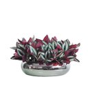 Ver imagem 1 de Arranjo Vaso Prateado Centro de Mesa Flores Lambari