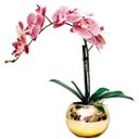 Ver imagem 1 de Arranjo Flores 1 Orquídea Rosa Toque Real Vaso Dourado