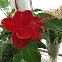 Ver imagem 2 de Flor Artificial Natal Vermelha 27cm