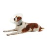 Colar Elizabetano Pet para Cachorro Kruuse Buster Clic 20cm - 2