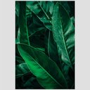 Ver imagem 2 de Quadro Folhagem Tela No Chassi 63X42Cm