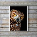 Ver imagem 1 de Quadro Fotografia Coruja- Fundo Preto 24x18cm - com Vidro:madeira Branca