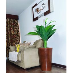 Copo de Leite Decoração Realista + Vaso Decorativo - 4