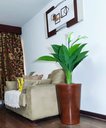 Ver imagem 4 de Copo de Leite Decoração Realista + Vaso Decorativo