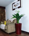 Ver imagem 6 de Copo de Leite Decoração Realista + Vaso Decorativo