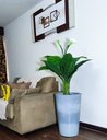 Ver imagem 3 de Copo de Leite Decoração Realista + Vaso Decorativo
